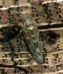 Attēlu rezultāti vaicājumam “Lamprotettix nitidulus”