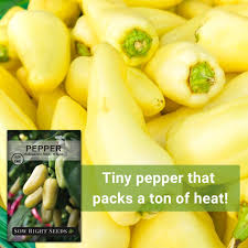 Afbeeldingsresultaat voor white habanero hot pepper