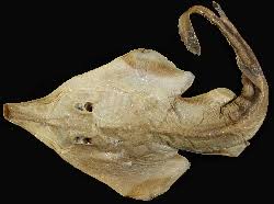 Image result for Glaucostegus cemiculus