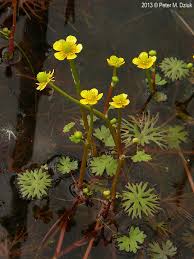 Attēlu rezultāti vaicājumam “Ranunculus elatior leaf”