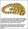 Carpet Python Care