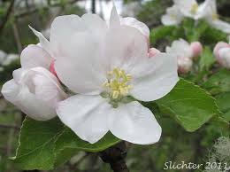 Attēlu rezultāti vaicājumam “Malus domestica flower”