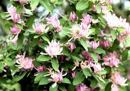 Attēlu rezultāti vaicājumam “Lonicera tatarica flower”