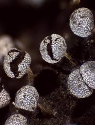 Attēlu rezultāti vaicājumam “Physarum notabile”