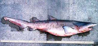 Image result for Carcharias