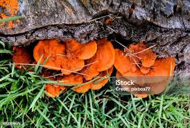 Attēlu rezultāti vaicājumam “Pycnoporus cinnabarinus”