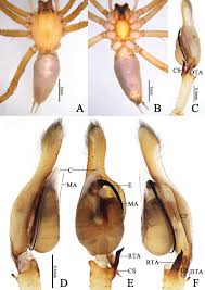 Attēlu rezultāti vaicājumam “Cheiracanthium sp.”