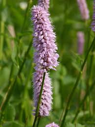 Attēlu rezultāti vaicājumam “Bistorta major flower”