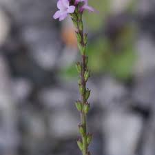 Image result for Verbena officinalis