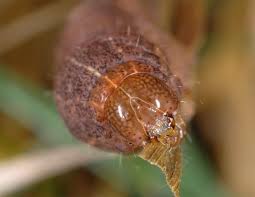 Attēlu rezultāti vaicājumam “Mythimna turca”