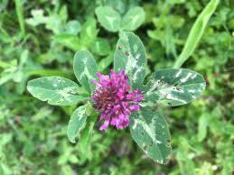 Attēlu rezultāti vaicājumam “Trifolium pratense flower”