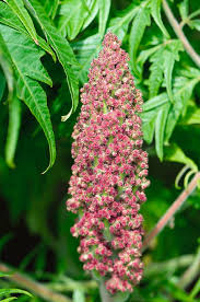 Attēlu rezultāti vaicājumam “Rhus typhina flower”