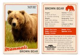 Image result for brown bear