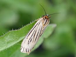 Attēlu rezultāti vaicājumam “Spiris striata”