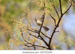 Attēlu rezultāti vaicājumam “Phylloscopus trochiloides adult”