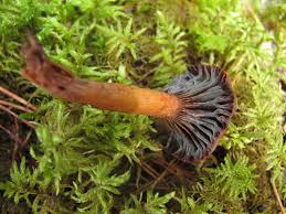 Attēlu rezultāti vaicājumam “Hypoxylon vogesiacum”