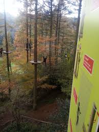 Image result for Go Ape! Dalby