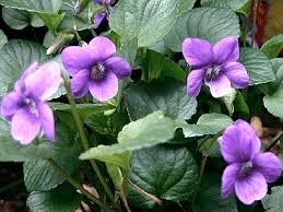 Attēlu rezultāti vaicājumam “Viola riviniana flower”