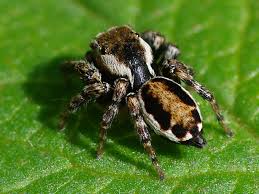 Attēlu rezultāti vaicājumam “Evarcha falcata female”