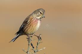 Attēlu rezultāti vaicājumam “Carduelis cannabina”