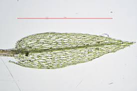 Attēlu rezultāti vaicājumam “Pohlia”