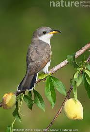 Image result for Coccyzus americanus