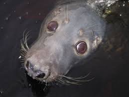 Image result for Prima Sub-Aqua