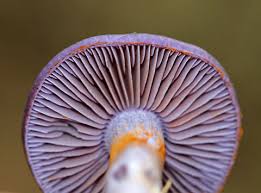 Attēlu rezultāti vaicājumam “Enteridium corticatum”