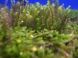 Attēlu rezultāti vaicājumam “Jungermannia subulata”