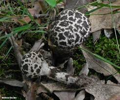 Attēlu rezultāti vaicājumam “Strobilomyces strobilaceus”