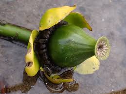 Attēlu rezultāti vaicājumam “Nuphar lutea fruit”