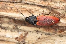 Attēlu rezultāti vaicājumam “Ampedus sp.”