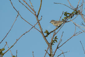 Attēlu rezultāti vaicājumam “Sylvia borin adult”