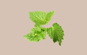 Attēlu rezultāti vaicājumam “Urtica dioica leaf”