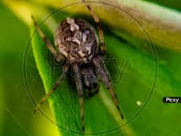 Attēlu rezultāti vaicājumam “Aculepeira ceropegia”