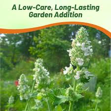 Image result for Nepeta cataria