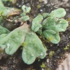 Attēlu rezultāti vaicājumam “Riccia glauca”