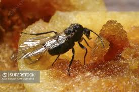 Attēlu rezultāti vaicājumam “Cynips quercusfolii”