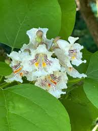 Attēlu rezultāti vaicājumam “Catalpa ovata flower”