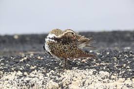 Attēlu rezultāti vaicājumam “Pluvialis apricaria adult”