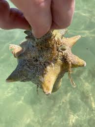 Image result for Aliger gigas