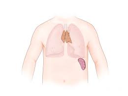 Image result for Thymus
