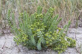 Image result for Wolfsmilch