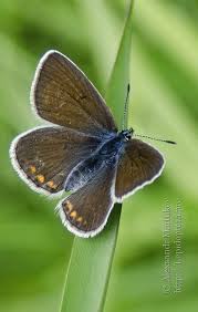 Attēlu rezultāti vaicājumam “Agrodiaetus amandus female”