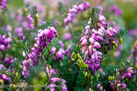 Attēlu rezultāti vaicājumam “Erica x darleyensis flower”