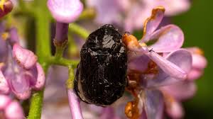 Attēlu rezultāti vaicājumam “Oxythyrea funesta imago”