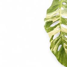 Attēlu rezultāti vaicājumam “Arenaria procera leaf”