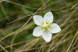 Attēlu rezultāti vaicājumam “Parnassia palustris flower”