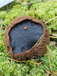 Attēlu rezultāti vaicājumam “Sarcosoma globosum”