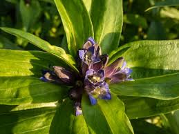 Attēlu rezultāti vaicājumam “Gentiana cruciata leaf”